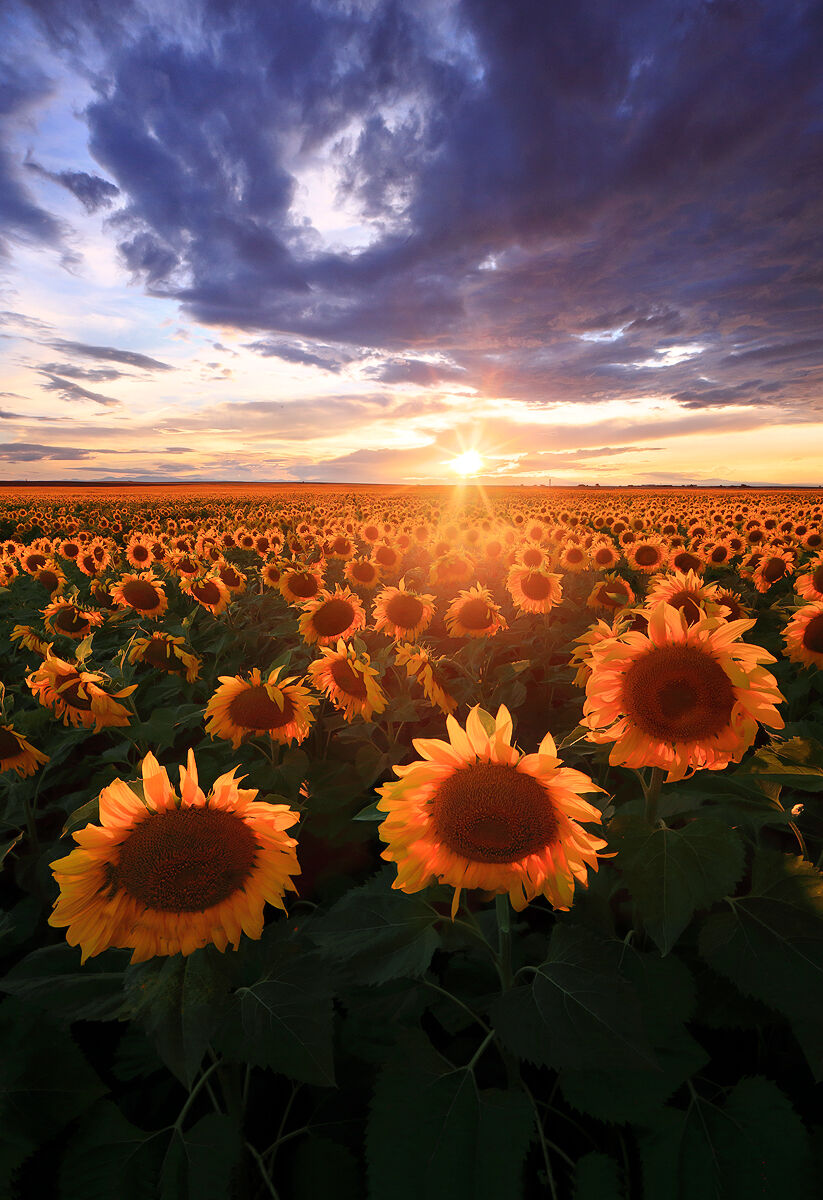 Sunflower Fields at sunset