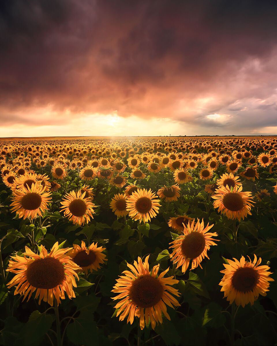 Field of sunflowers with the sun setting in the distance.